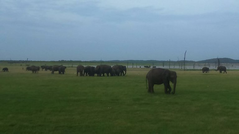 Safari ride through Kaudulla National Park to see a large number of elephants at once in Sri Lanka.