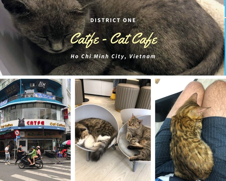 Catfe in Saigon