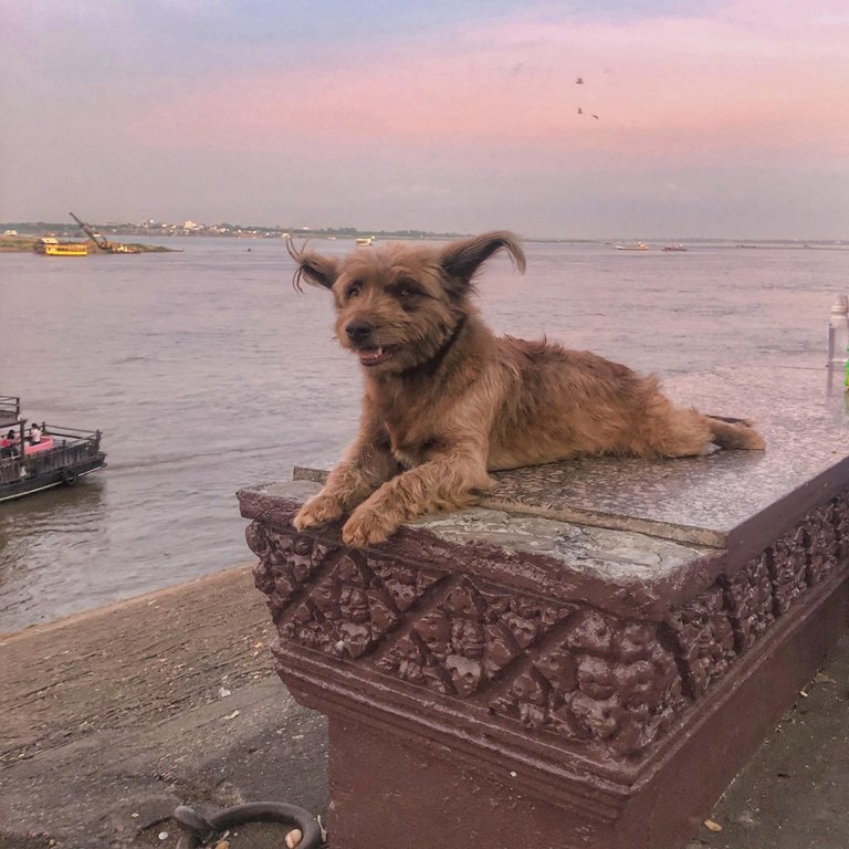 Puppers are everywhere in Phnom Penh