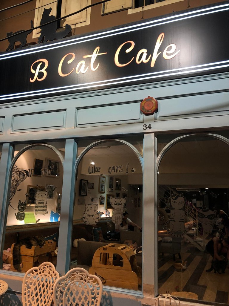 I always search out for cat cafes wherever I travel.