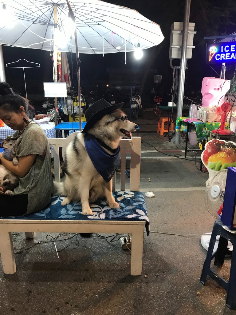 Hipster Dog at the Night Market