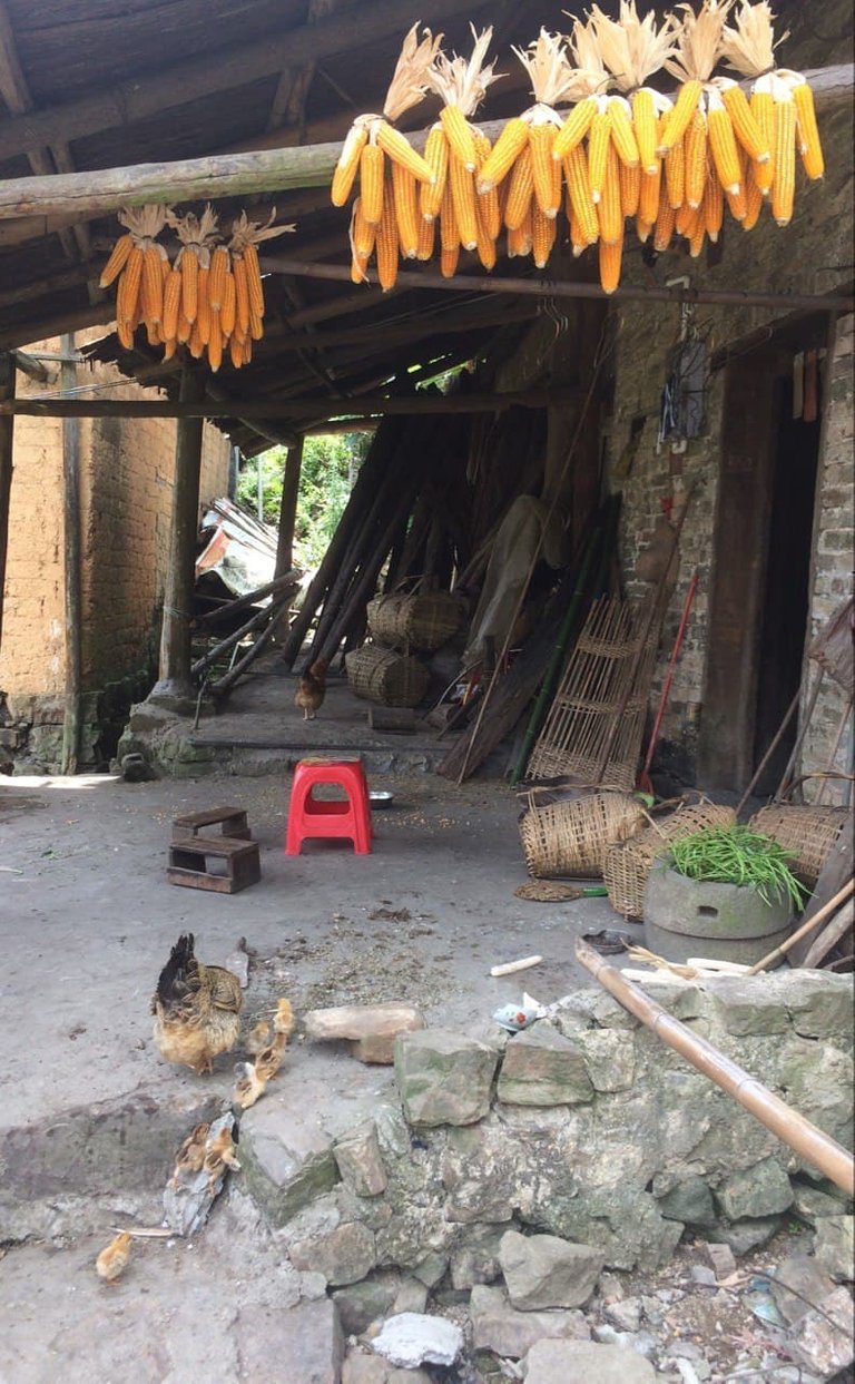 Drying some corn