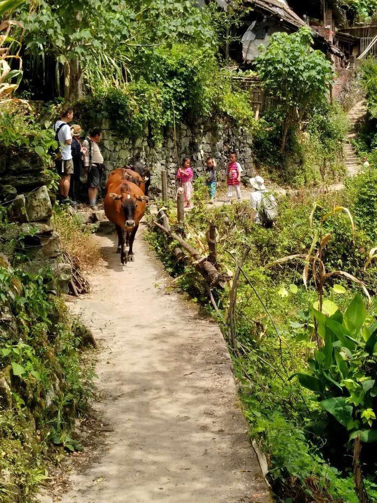 It is so cute that children were helping their parents to take care of cows.