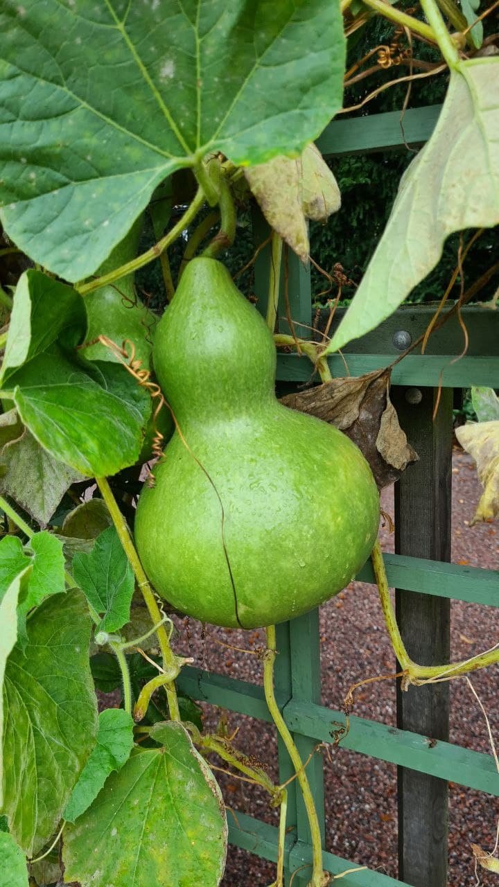 Calabash!! I had never expected to see calabashes (bottle gourd, aka long melon) in Sweden. I did not even know what it was called in English before so that I checked it. Haha! But, this plant is very common in Japan and in East Asia. We use this plant to make water bottles! 😄