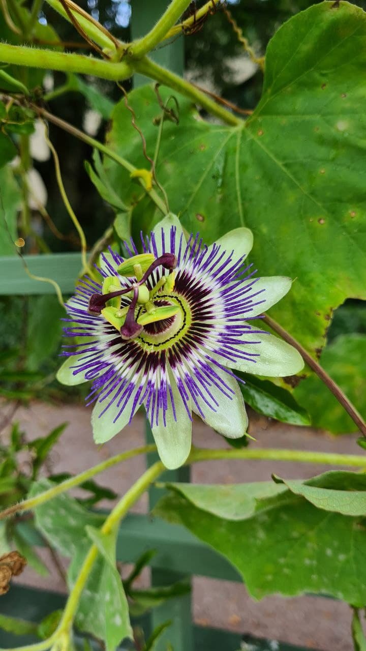 Passion fruit´s flower! My mother has this tree in her garden. It can only grow in a warm area in the world.