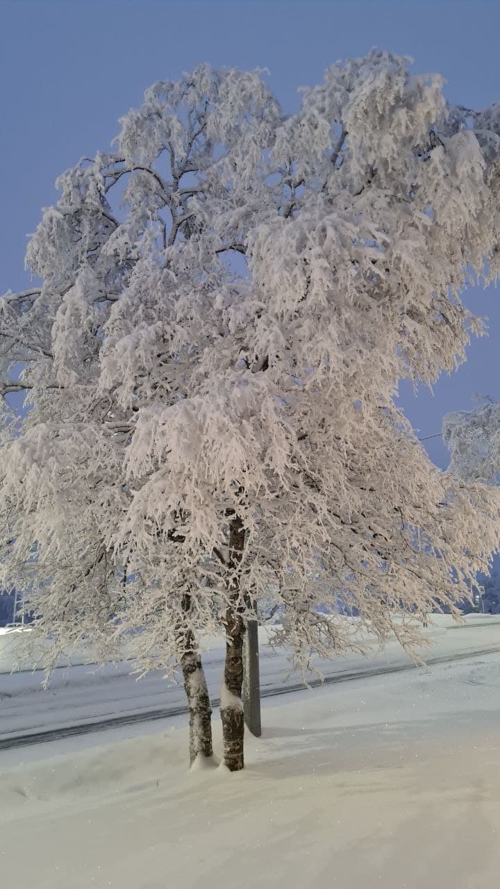 Snow tree! 🤩👏 Beautiful!!