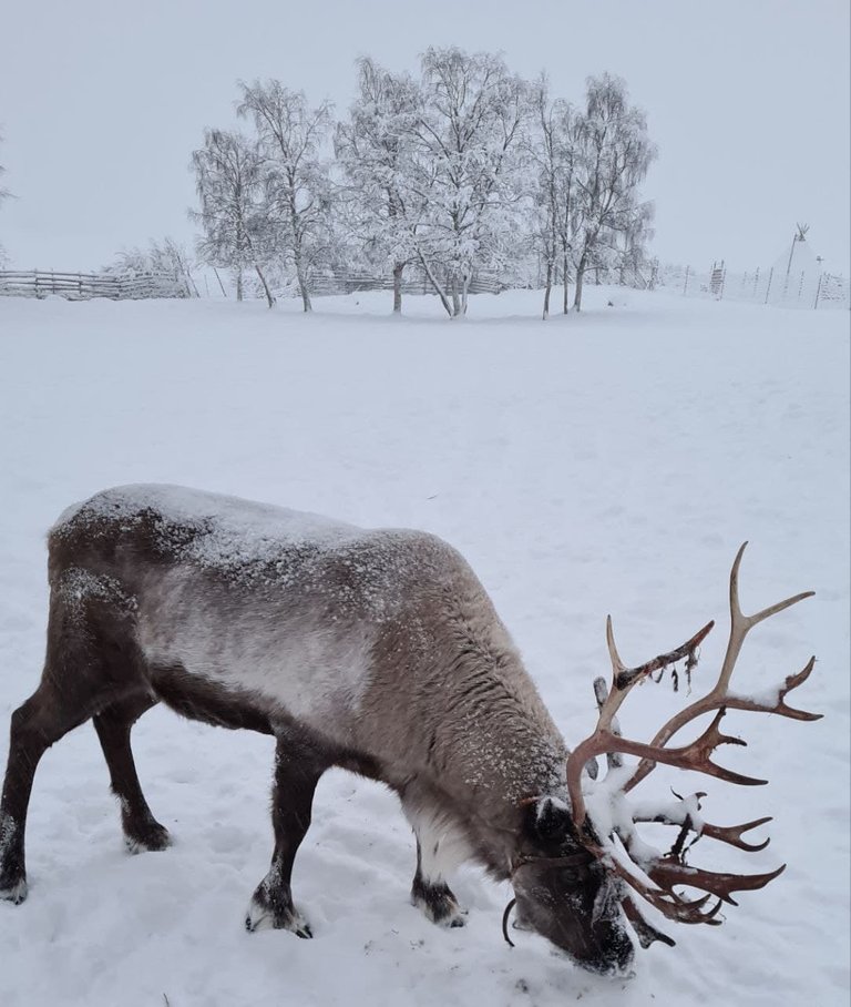 This reindeer followed me all the way to the exit. 😉 ちょっとなついた可愛いトナカイちゃん