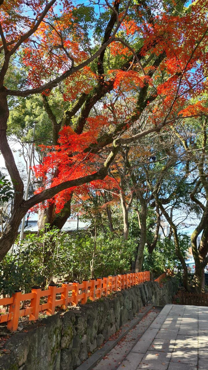 There were a few autumn leaves left, and they were so beautiful.