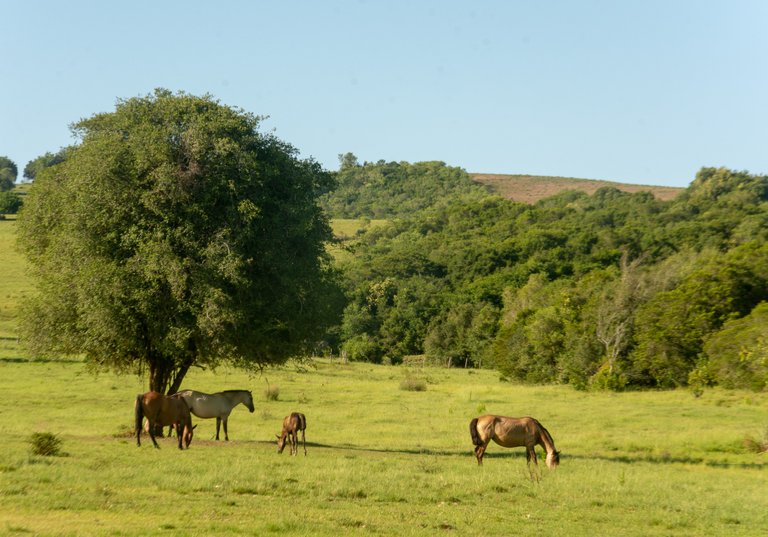 Horses