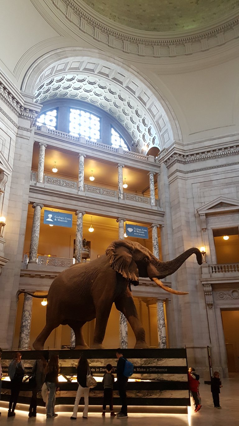 Inside the National Museum of Natural History. I was expecting good, maybe even really good, but this place was next level with all its incredible stuff, room after room.