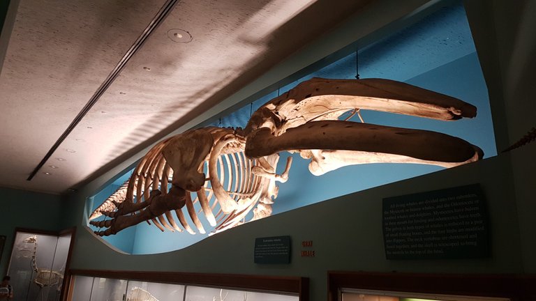 Grey Whale Skeleton in the Bone Hall