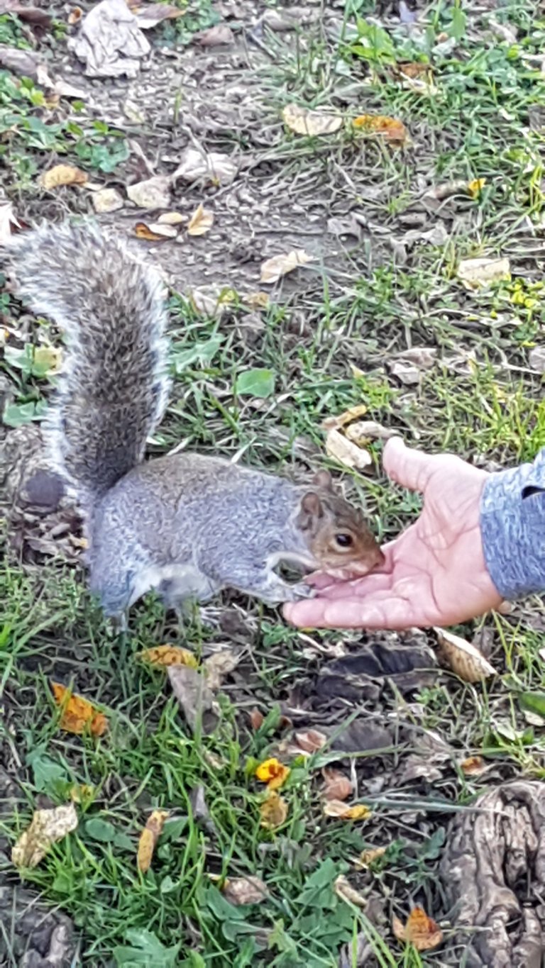 National Mall Squirrel