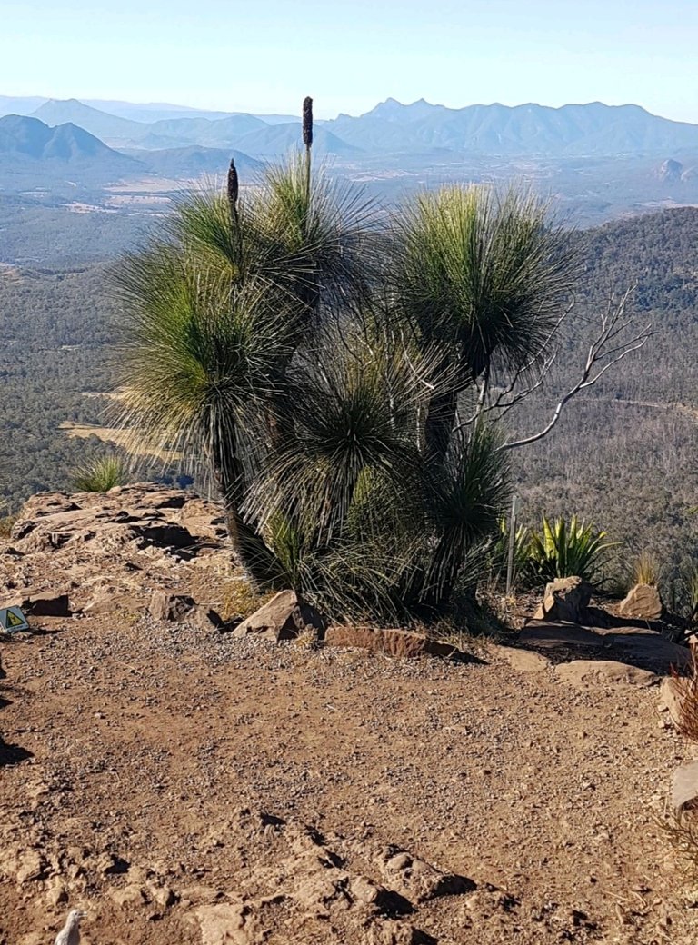 More Xanthorrhoea (Grass) trees. They seem to grow a lot in these rocky, outcrop type areas.