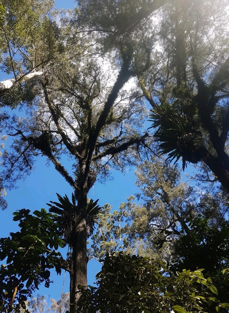 There were many, many beautiful ferns on that walk. Lucky we remembered to look up.