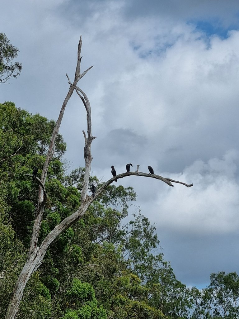 Australian darter birds high on a dead tree branch