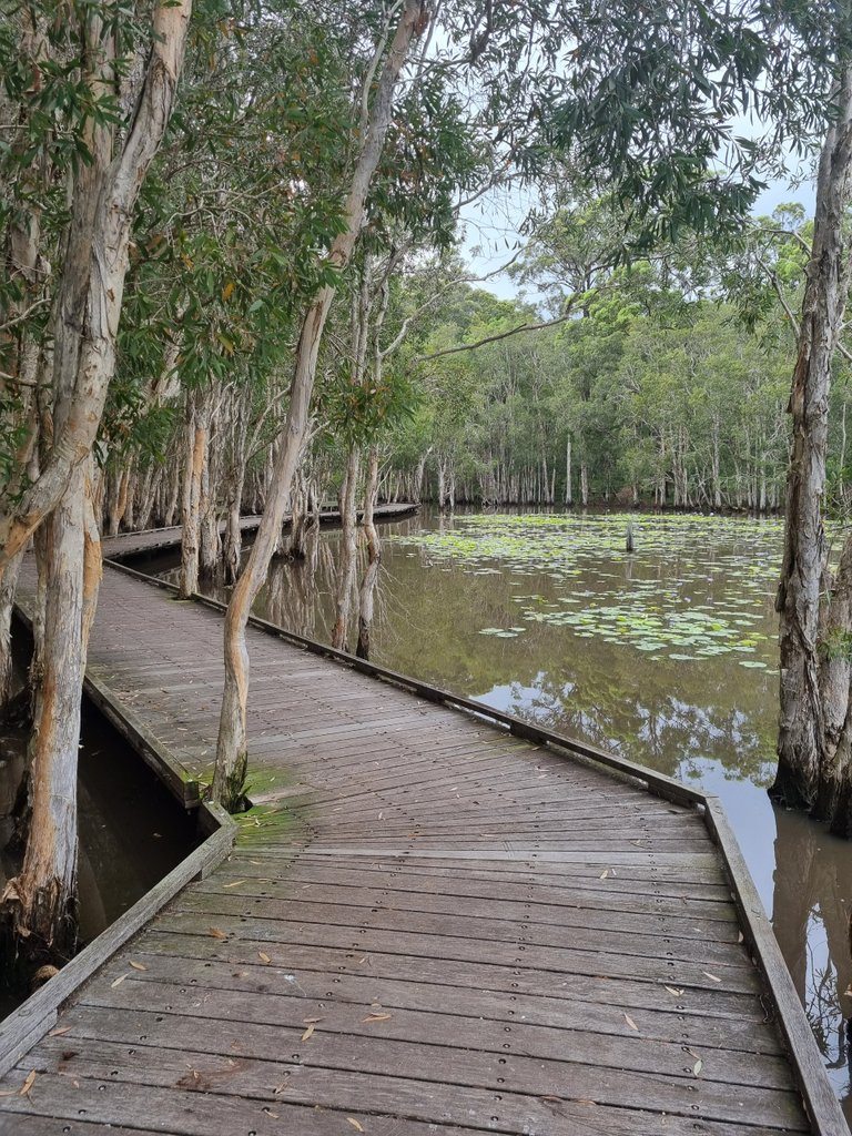 The Wetlands Board walk prefect for a stroll to connect with some nature, we saw a small turtle but I wasn’t fast enough to get a photo.