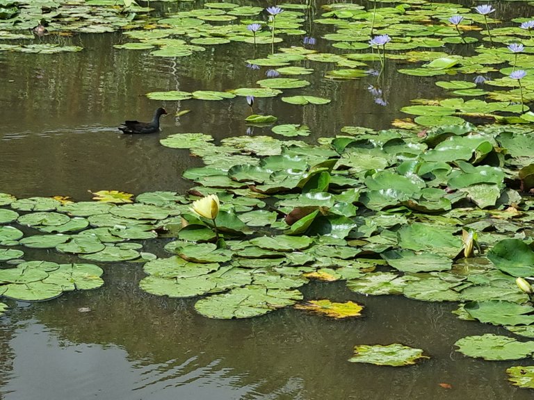 Dusky Moorhen cruising through the water lilies.