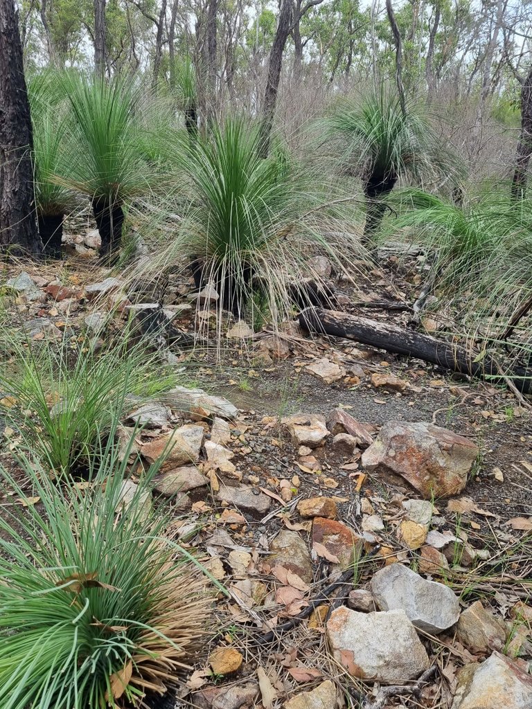 There were lots of natural rocks and Xanthorrhoea (grass trees).