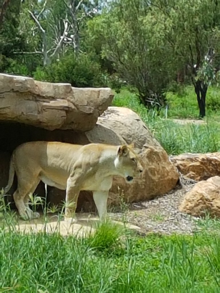 Lucky for us a Lioness walked close by the protected viewing area that we just happened to be in.