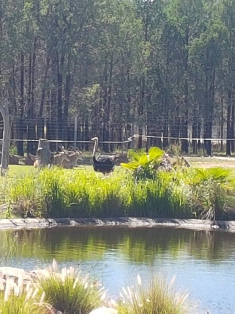 An Ostrich. Some of the enclosures were very big and had a mixture of animals in them like this one.