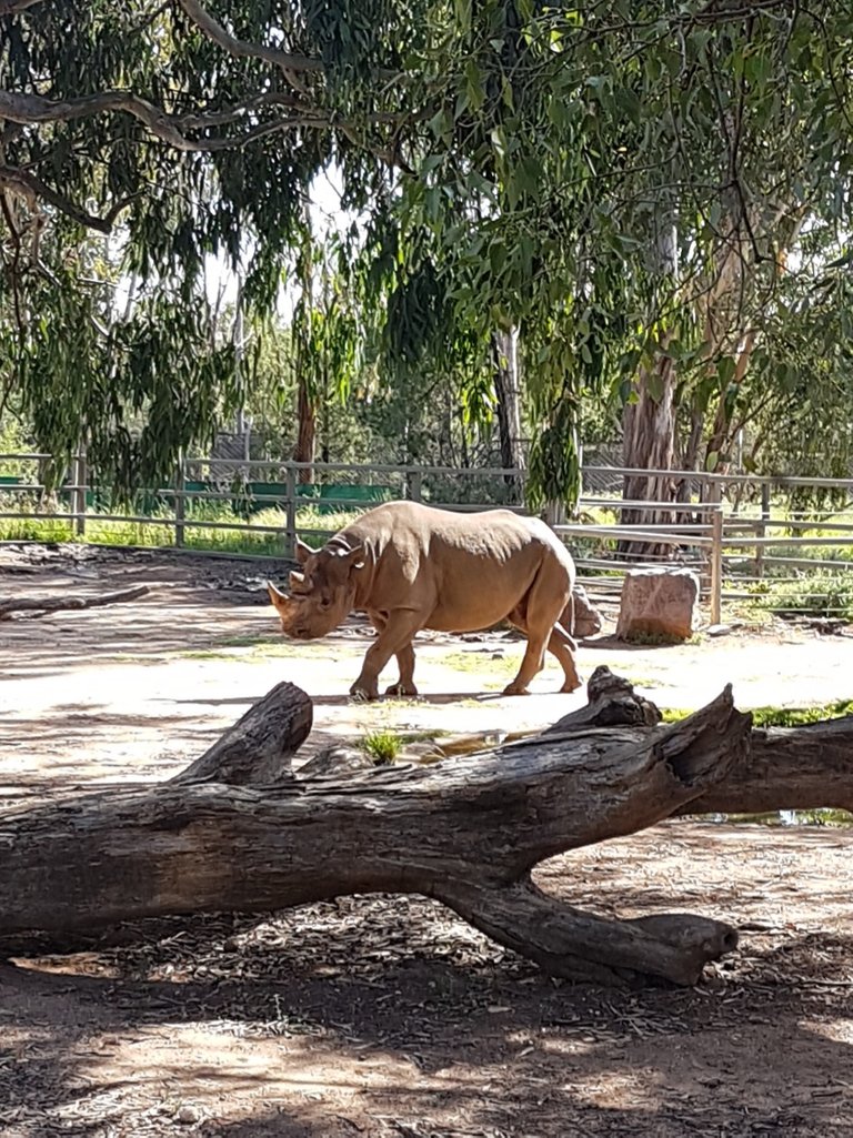 This animal is seriously big and impressive.