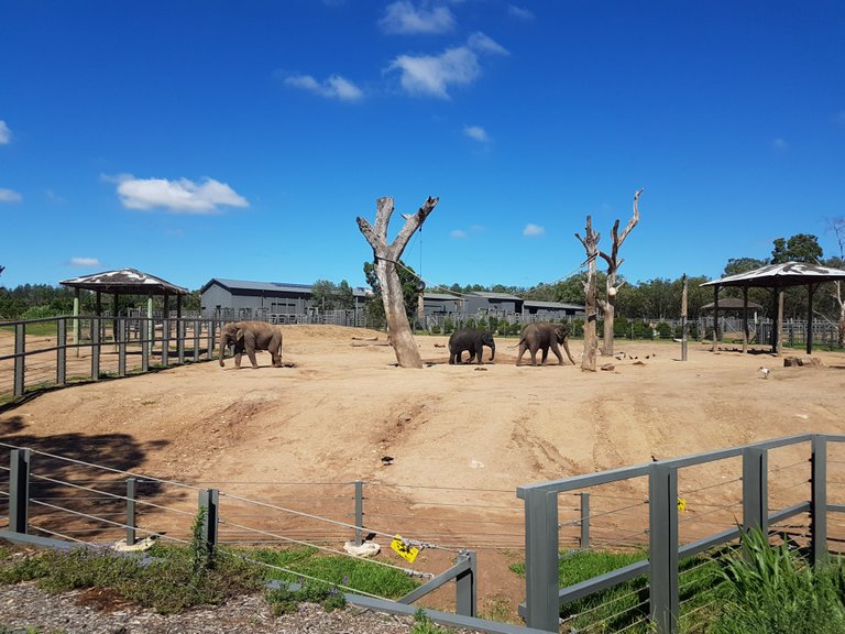 The Asian Elephants were playful and were in and out of the water.