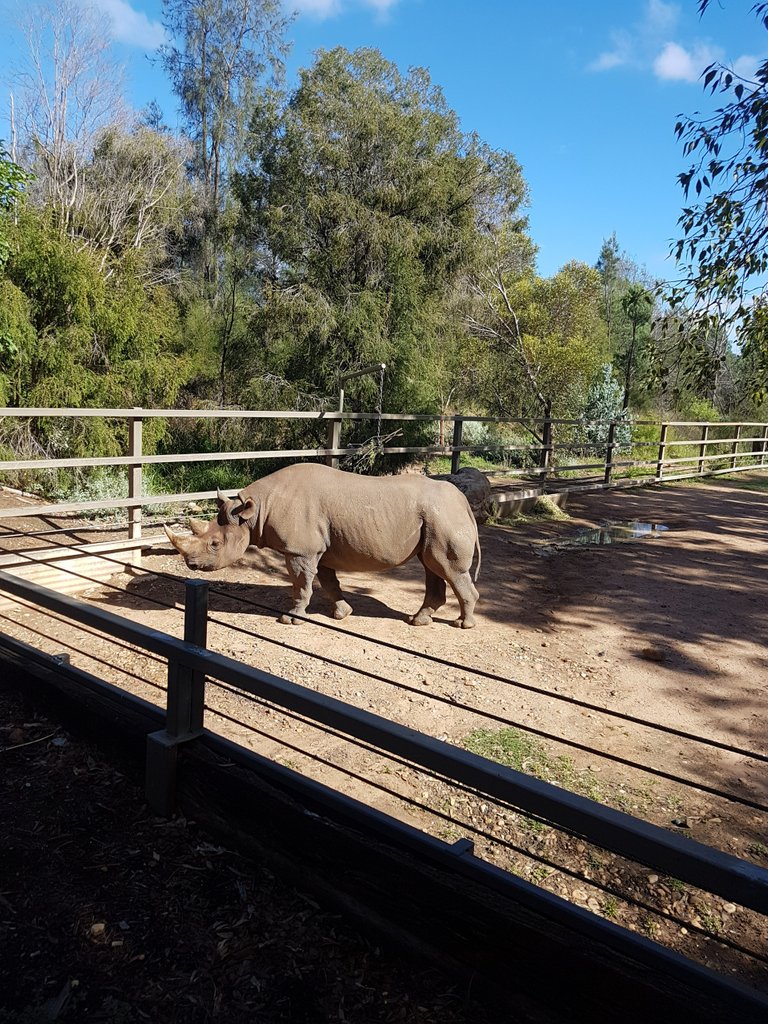 White Rhinoceros