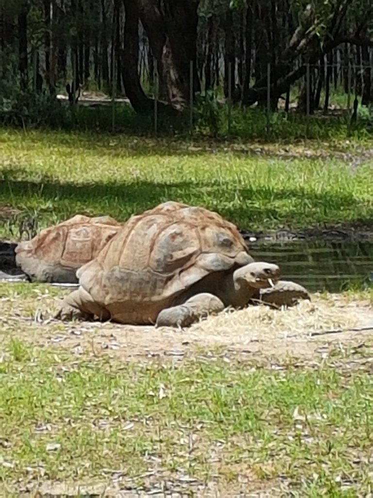 Giant and very old Galapagos Tortoises