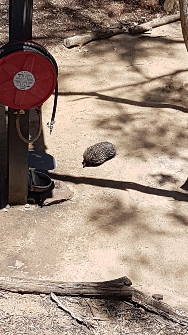 And there was an Australia section too. We don’t often Echidnas in the wild, they’re naturally quite shy creatures, so it was good to see this one scurrying across its enclosure.