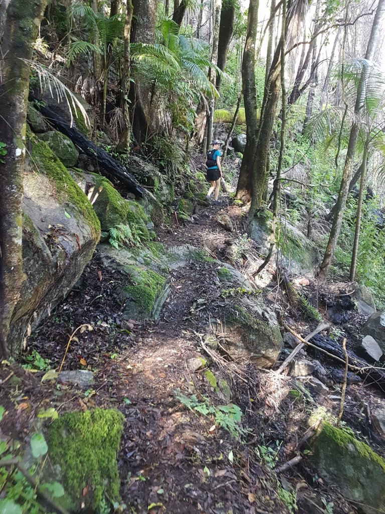 Bushfires came through here a few years ago and the rainforest is still trying to recover.