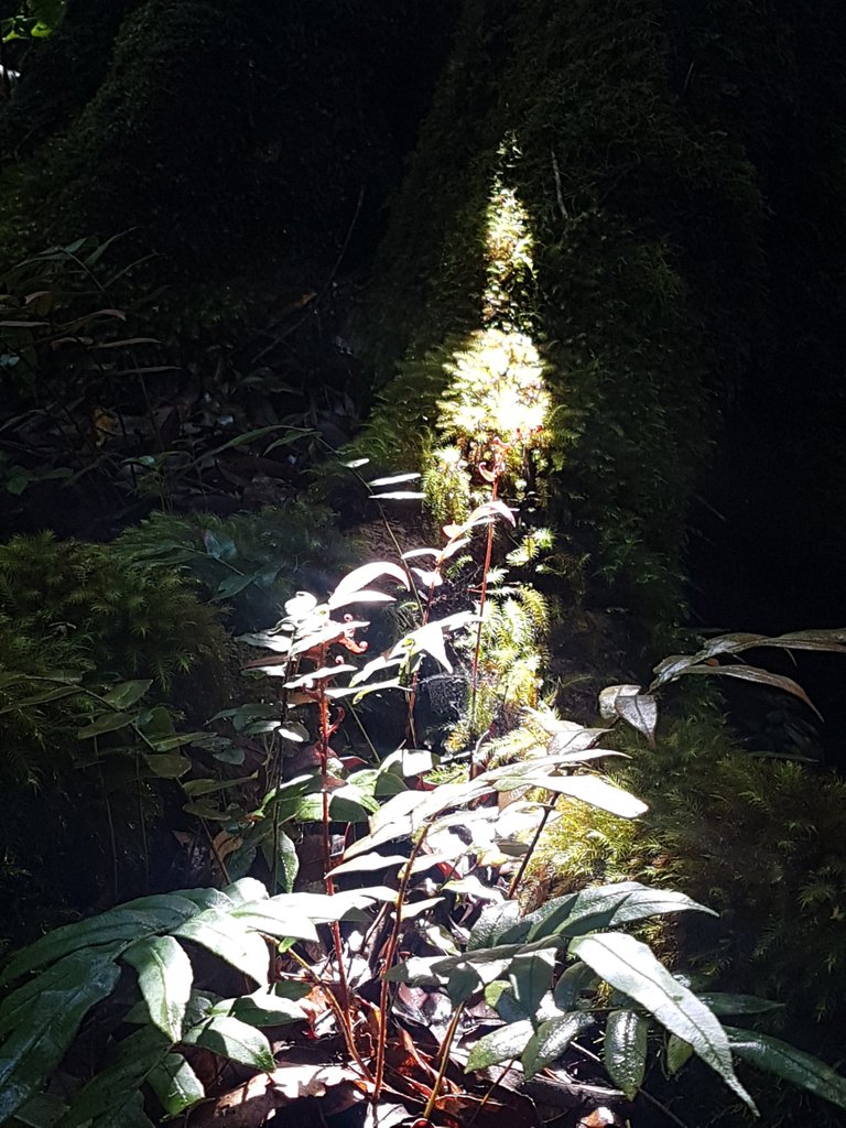 And there were plenty of wet, mossy, dark patches. But this one had a lovely spot of sunlight piercing through.