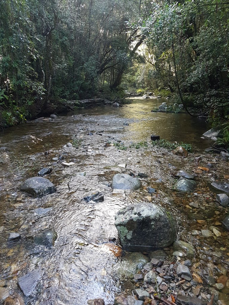 Lots of the Washpool Walk was along side Coombadjha Creek.