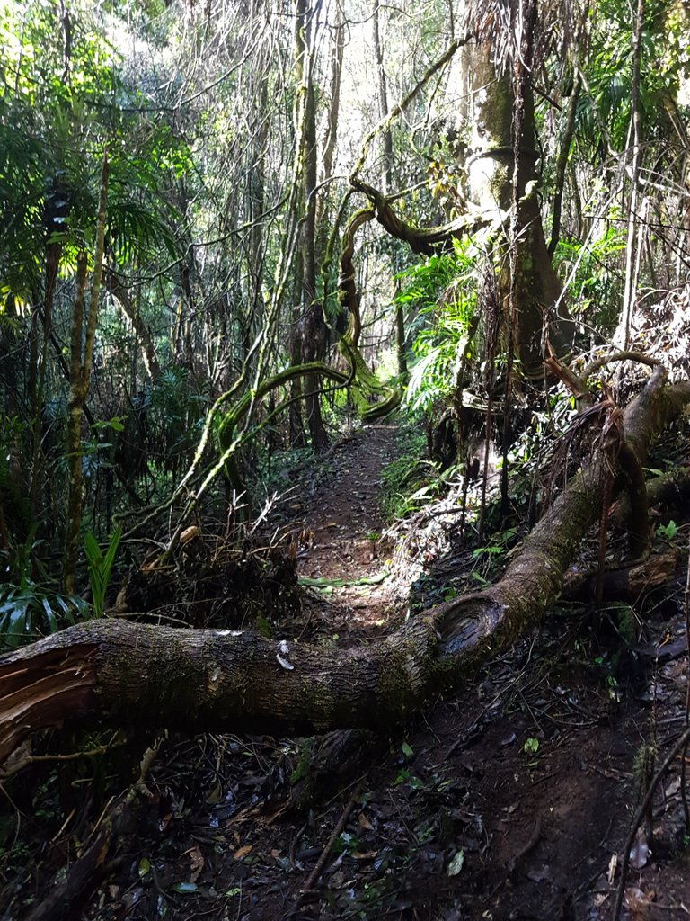 There were sections of the trail were we needed to climb over things, and duck under the twisty, turny vines.