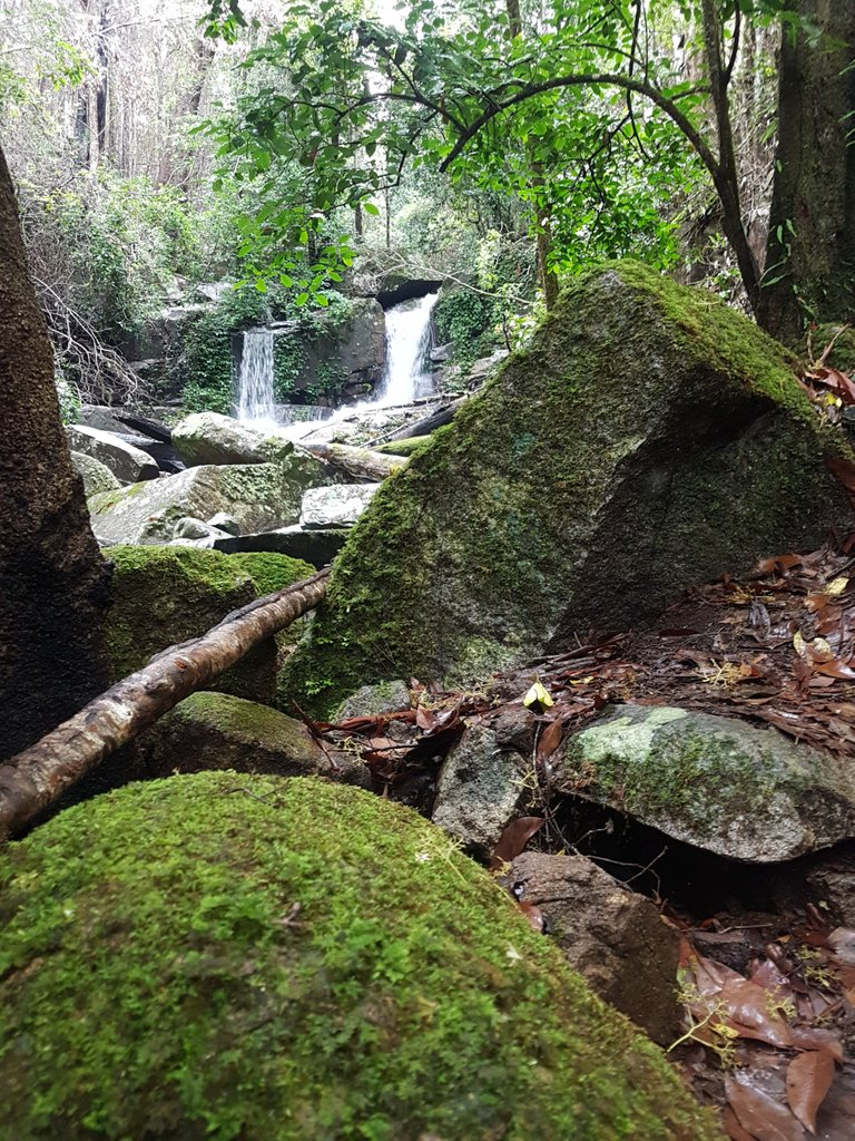 The Washpool National Park has a World Heritage listing. It is easy to see why.