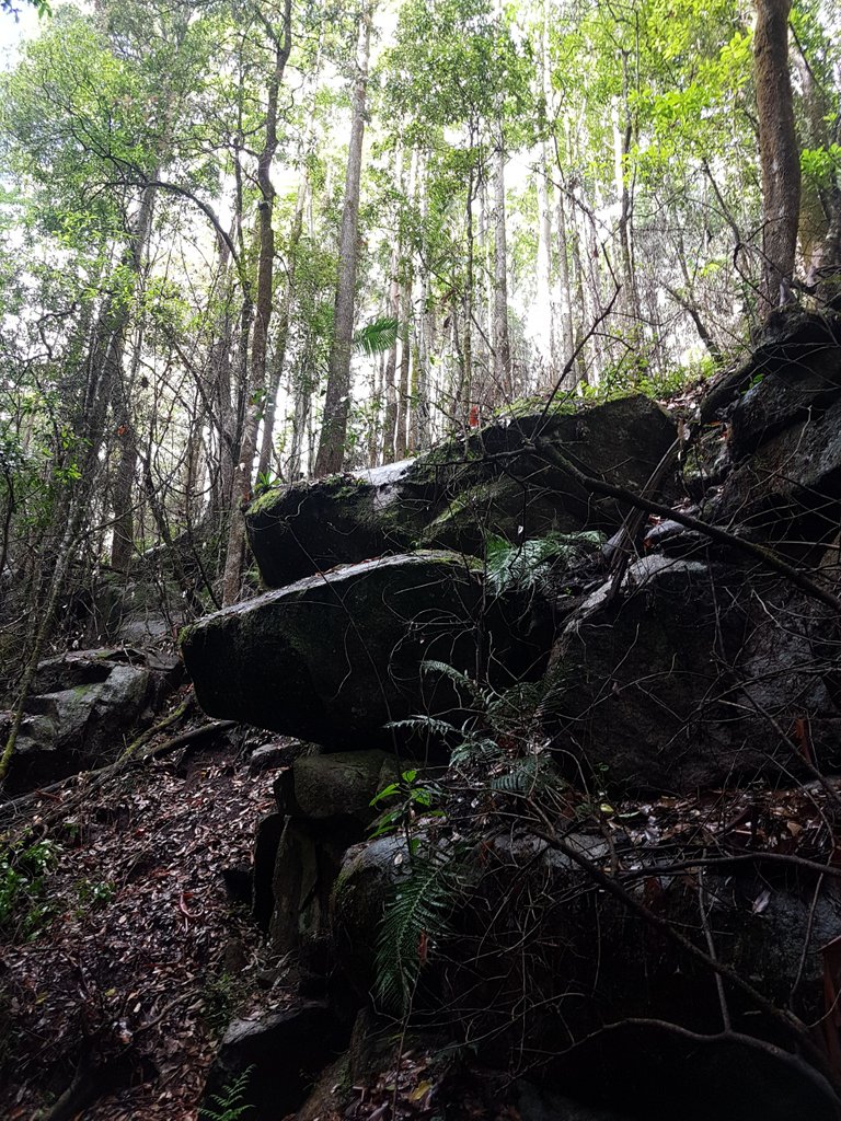 The vegetation changed quite a lot over the course of the hike. This was a steep section that was quite dark and damp where I was standing but it was light when I looked up.