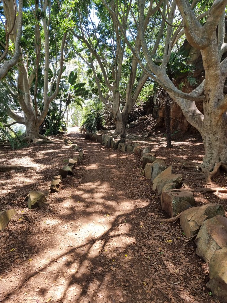 We had already done a decent amount of exercise early that morning so we just chose part of the Pardalote walk to Tobruk lookout.