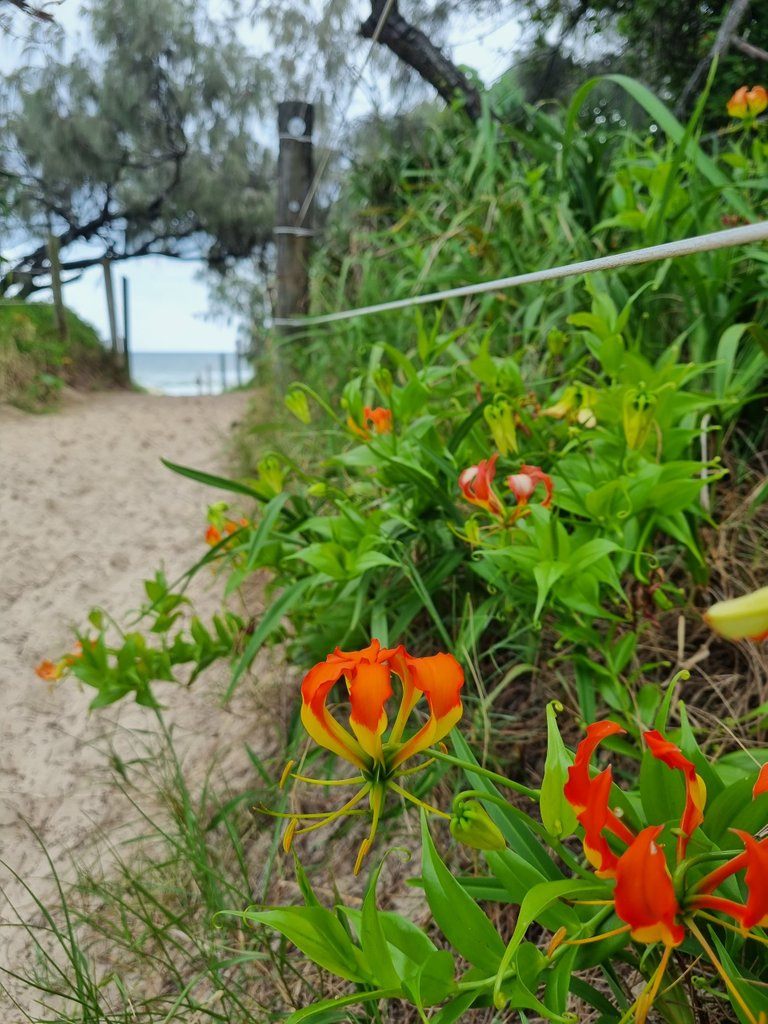 Colorful flowering plants on the beach access track