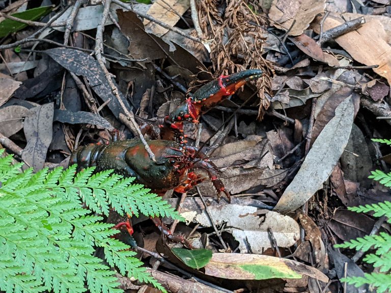 Another funky critter. Thankfully Caroline spotted this huge lobster when it was far enough away from her bare toes that she felt safe to photograph it! It was up on really high ground, a long way from the creek which would be its home, having no doubt escaped from floodwaters only days earlier.