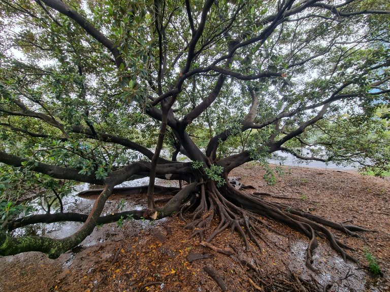 A massive tree to finish. Glad they were able to stay between all the big sporting complexes.