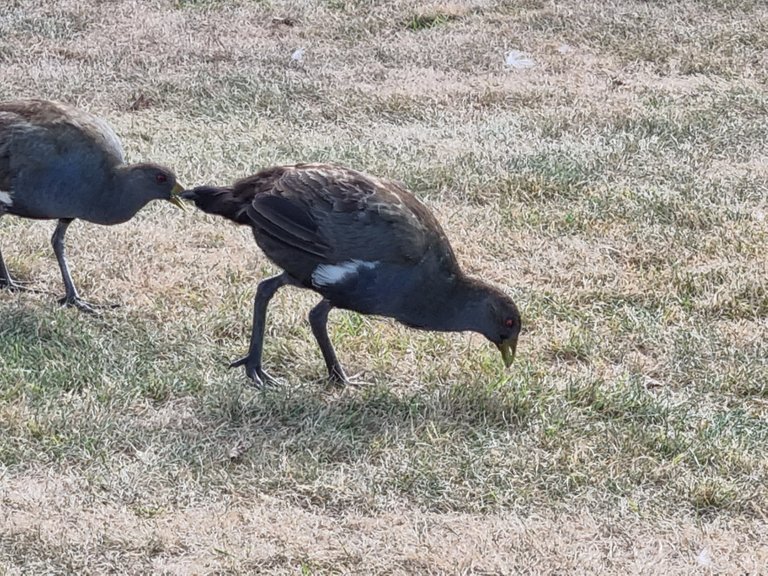 Tasmanian Nativehen (a flightless bird that is found only on this island)