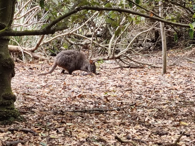 Padymelon’s are related too but are much smaller than kangaroo’s and Wallabies