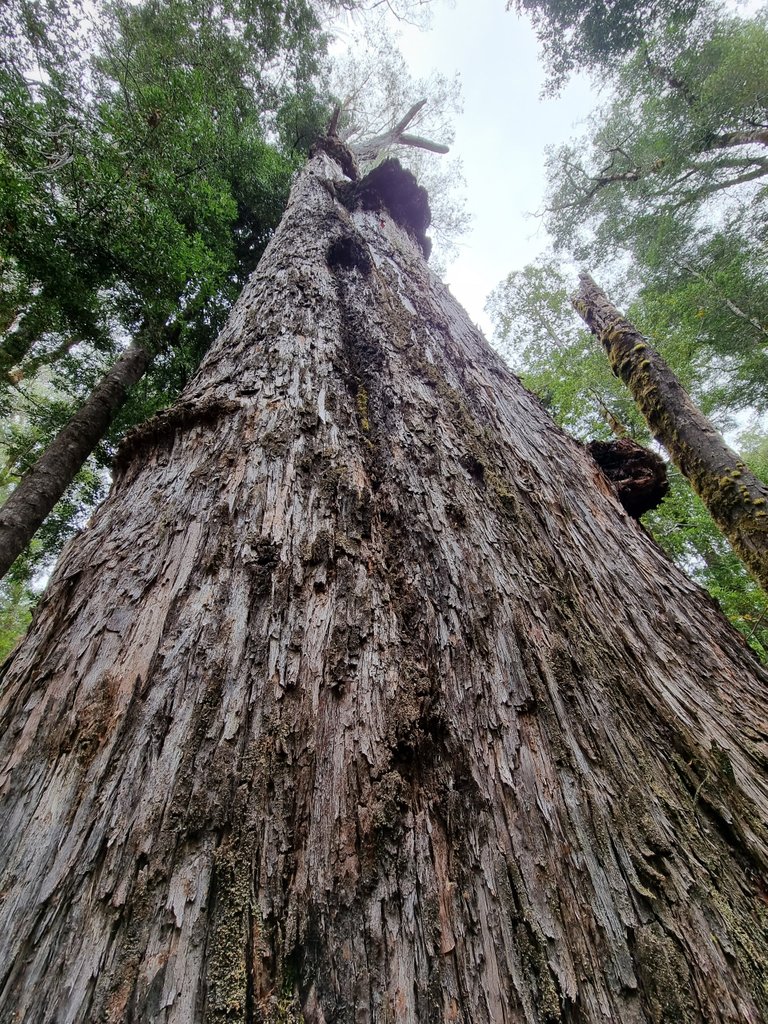 It’s fair to say this is ’big tree’ country.