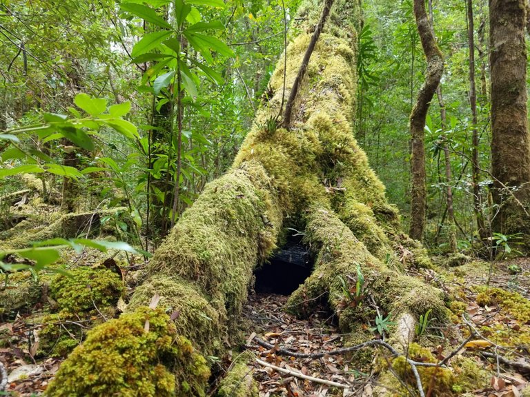 All this in a few hundred metres of walking trail just off the main highway. Must be amazing to venture off on one of the longer hikes for days and days into the wilderness.