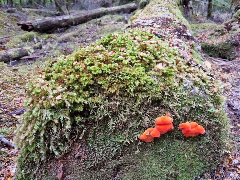 Bright fluro orange fungi really stands out in a green forest wonderland.