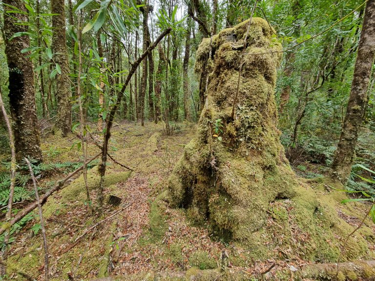 Even though everything was covered in moss it was still a lot dryer than I was expecting. I suppose even a Tasmanian summer can get hot and dry, even this far south.