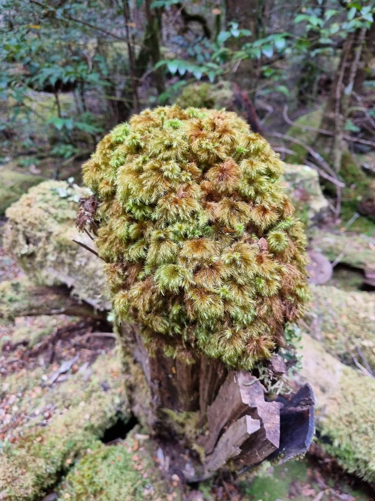 It obviously does get very wet here at other times of the year because there was so much moss, on everything!