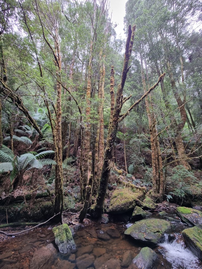 The Nelson Falls track is part of the Franklin Gordon Wild Rivers national Park.