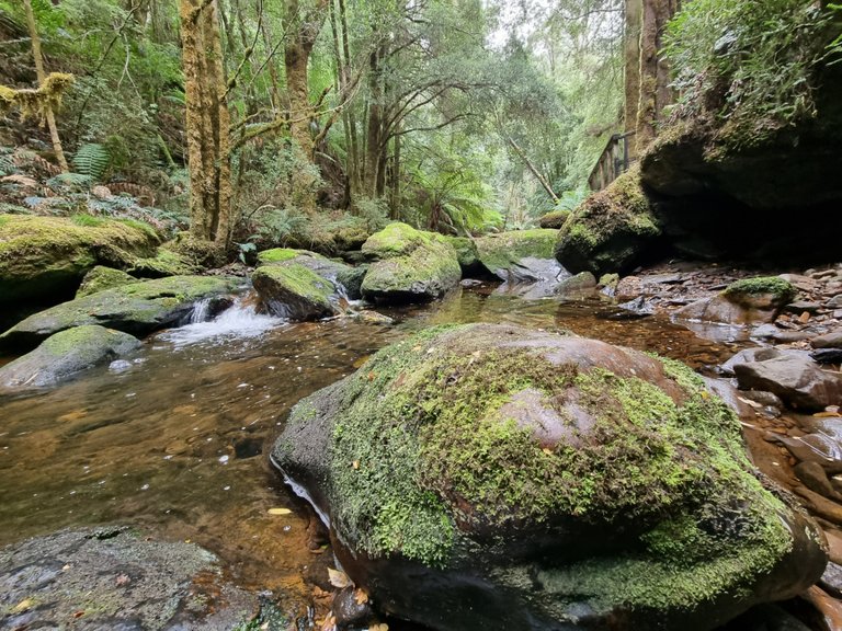 The crystal clear water and magical moss over all the rocks.