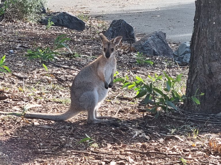 Wallabies just love this area, lots of wide open space, I have visited this place many times over the years and have never not seen some.