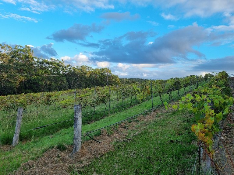 More vines plus a lot of weeds in the back ground, we had a lot of rain recently and it must be a big job to stay on top of all the maintenance over summer when everything grows so fast.